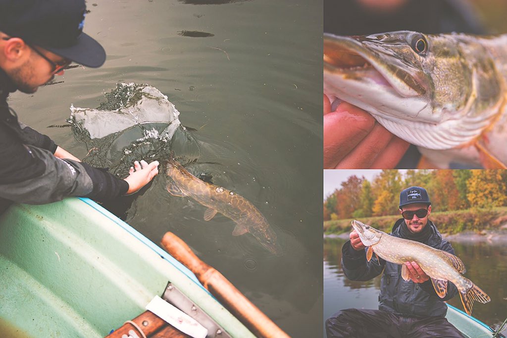 JustFlyfishing's tweet image. Its pike Time ! #flyfishing #igoforpike #pikeonfly #pikefishing #pike #justfly