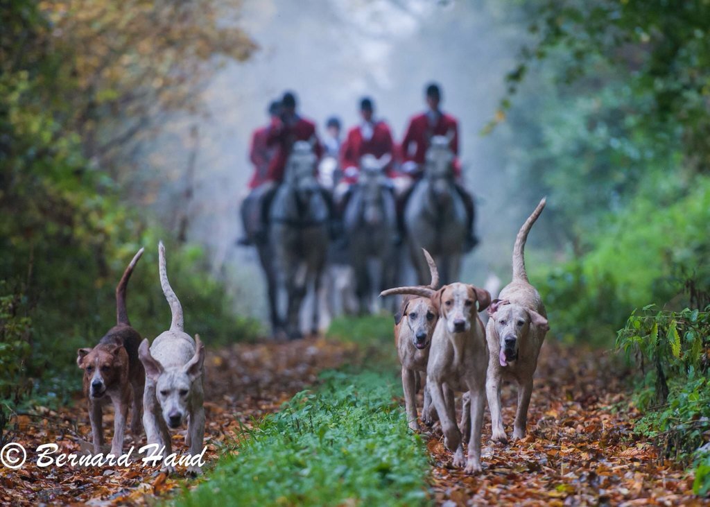 realKCC's tweet photo. Our chairman Bernard Hand spent last few days out photographing the Meath Hunt #meathhunt #horses #dogs #photography https://t.co/evWJbwf7nY