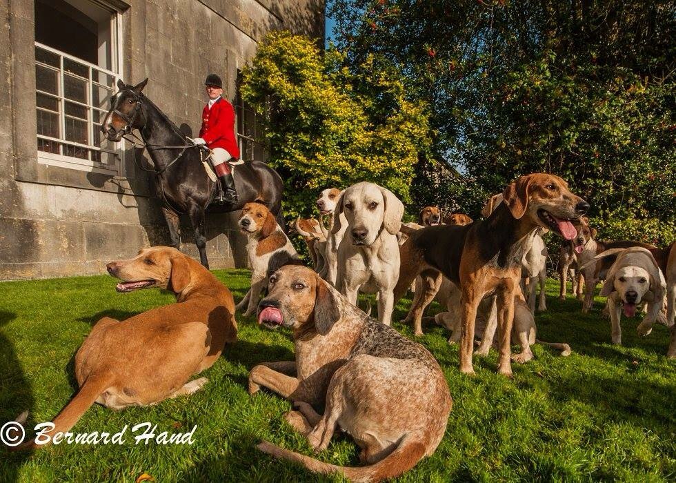 realKCC's tweet photo. Our chairman Bernard Hand spent last few days out photographing the Meath Hunt #meathhunt #horses #dogs #photography https://t.co/evWJbwf7nY