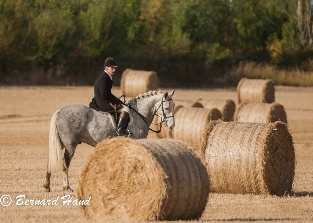realKCC's tweet photo. Our chairman Bernard Hand spent last few days out photographing the Meath Hunt #meathhunt #horses #dogs #photography https://t.co/evWJbwf7nY