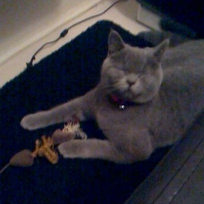 clawdiathecat's tweet photo. You said ONE quick photo!You lied!So I'll spoil the second one!Photo thief 📷#luvlyladytuesday#tunatuesday #cat https://t.co/xO1fCUc91y
