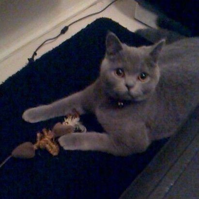 clawdiathecat's tweet photo. You said ONE quick photo!You lied!So I'll spoil the second one!Photo thief 📷#luvlyladytuesday#tunatuesday #cat https://t.co/xO1fCUc91y