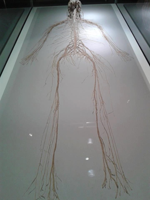 geo2varghese's tweet photo. The CNS and PNS,removed from the body.(Image:Body Worlds Exhibit) @MedStudentProbl #MedStudentTips @StudentDrDiva https://t.co/3uVuL6UYNV