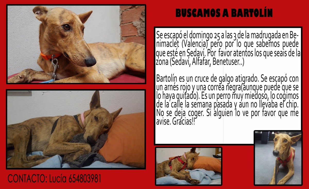 AmberCooc's tweet photo. Por favor, nos ayudas con un RT? Necesitamos difusión para encontrarlo #BuscandoaBartolin @galgos112 https://t.co/fqk22tbxI2