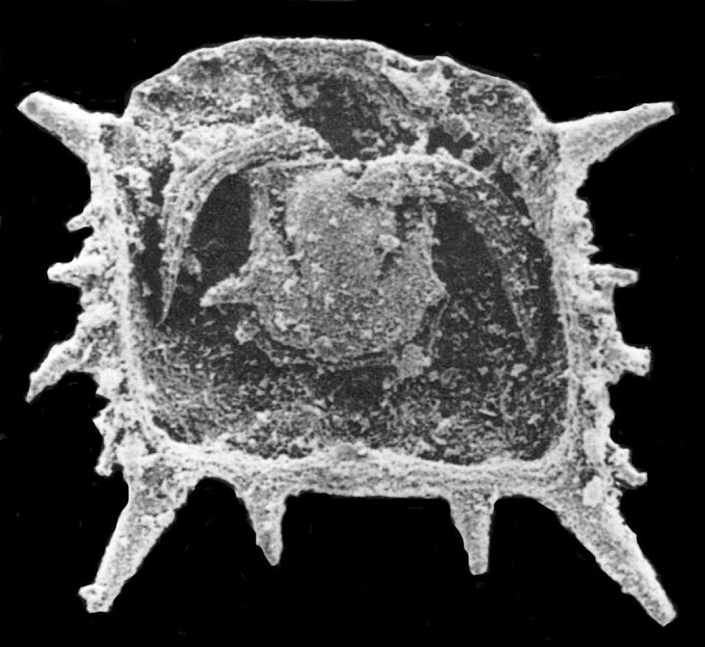 MorphoBank's tweet photo. It's #TrilobiteTuesday! check out this project by G.D. Edgecombe on #morphobank. https://t.co/RG8X2Gi9jU https://t.co/Dyf7PueNWk