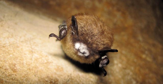 USFWS's tweet photo. White-nose syndrome has killed >6 million bats in 8 yrs: https://t.co/icm8UknMXQ Help spread the word this #BatWeek. https://t.co/3nBEo5ADJA