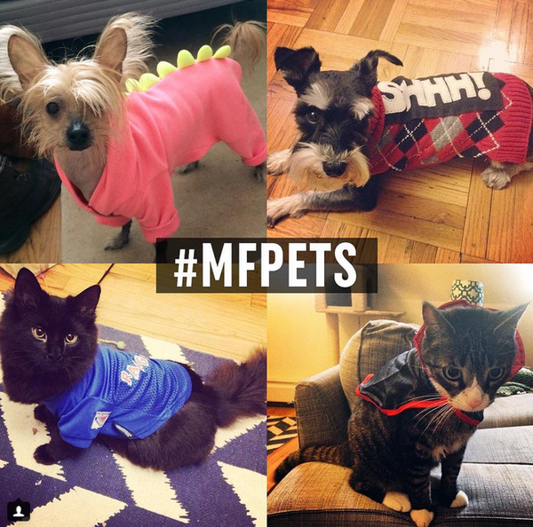 mental_floss's tweet photo. We love pets in costume—and may just feature yours! Tweet/Instagram your favorite Halloween pet pics using #MFPets https://t.co/67ea4fk4PK