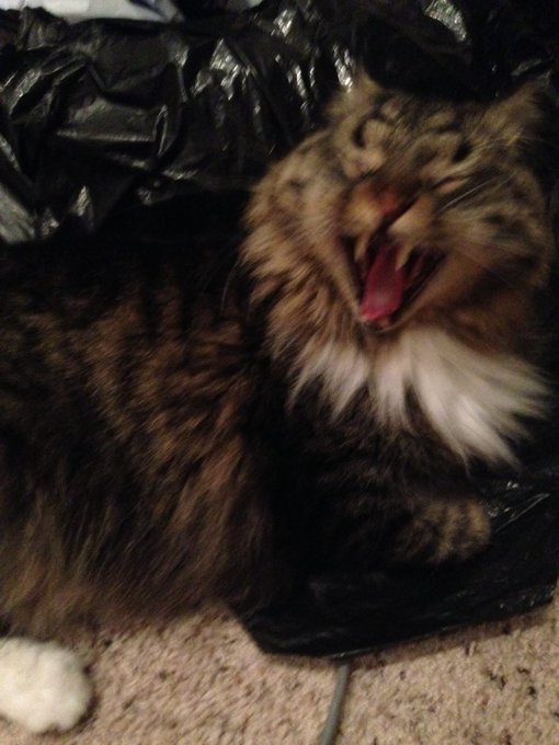 Bela turns 6 today 😺 everyone send him pens, crumpled up receipts, bottle caps, and empty toilet paper