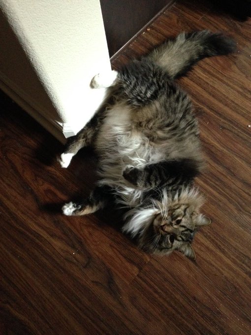 Bela turns 6 today 😺 everyone send him pens, crumpled up receipts, bottle caps, and empty toilet paper