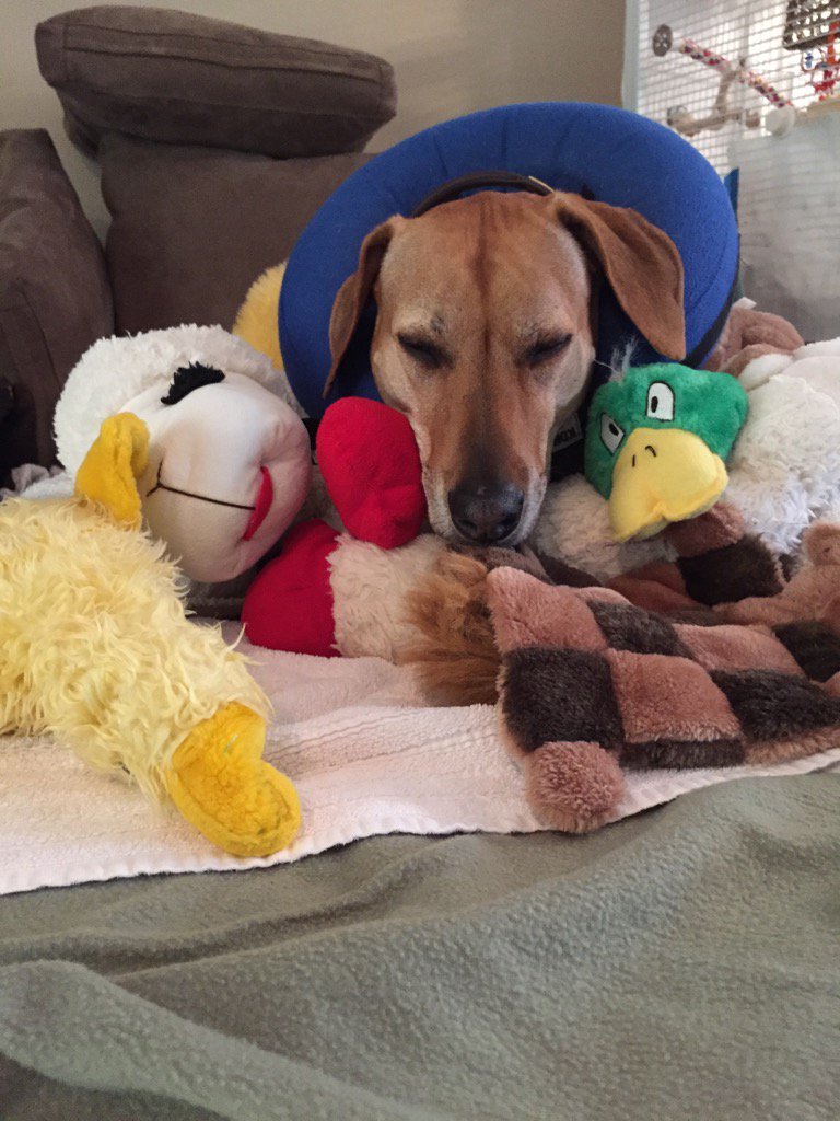 grnbullitt's tweet image. After a ride &amp;amp; some meds, a nap with friends is good #MissRiley