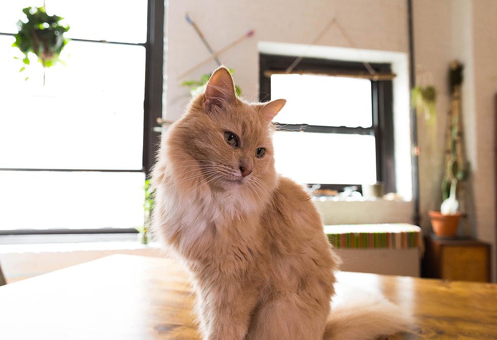 SkeyinHQ's tweet photo. Read a profile of a great Brooklyn loft on SKEYIN's creative blog, #TheUnlockedDoor. https://t.co/tBysAKFMn1 https://t.co/BTWrwWkDMe