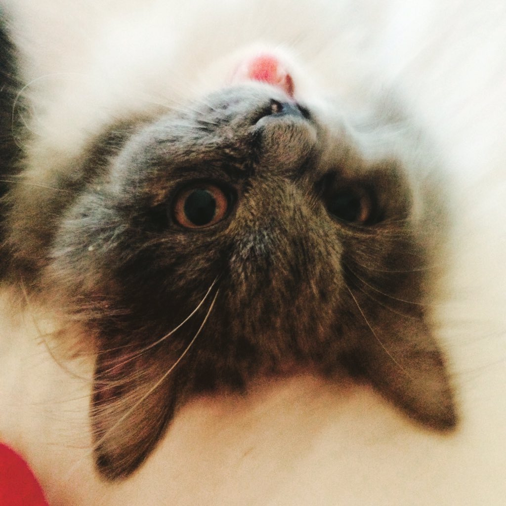 Z9Mike's tweet photo. #cute #kitty #Lovelyz #angelo https://t.co/zt7OB4Q9f2