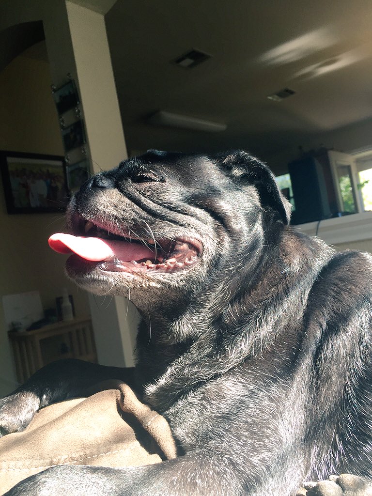 oldmanpug's tweet photo. My sister Olive enjoying the morning sunshine. #puginthesun https://t.co/3lhFP46kXV