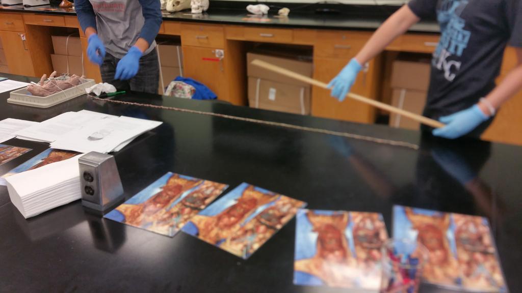 klcolyott's tweet photo. Measuring intestines of fetal pig #biology152 #teaching #waitthereismore #phdlife #lovemyjob https://t.co/9tMYhyPUlT