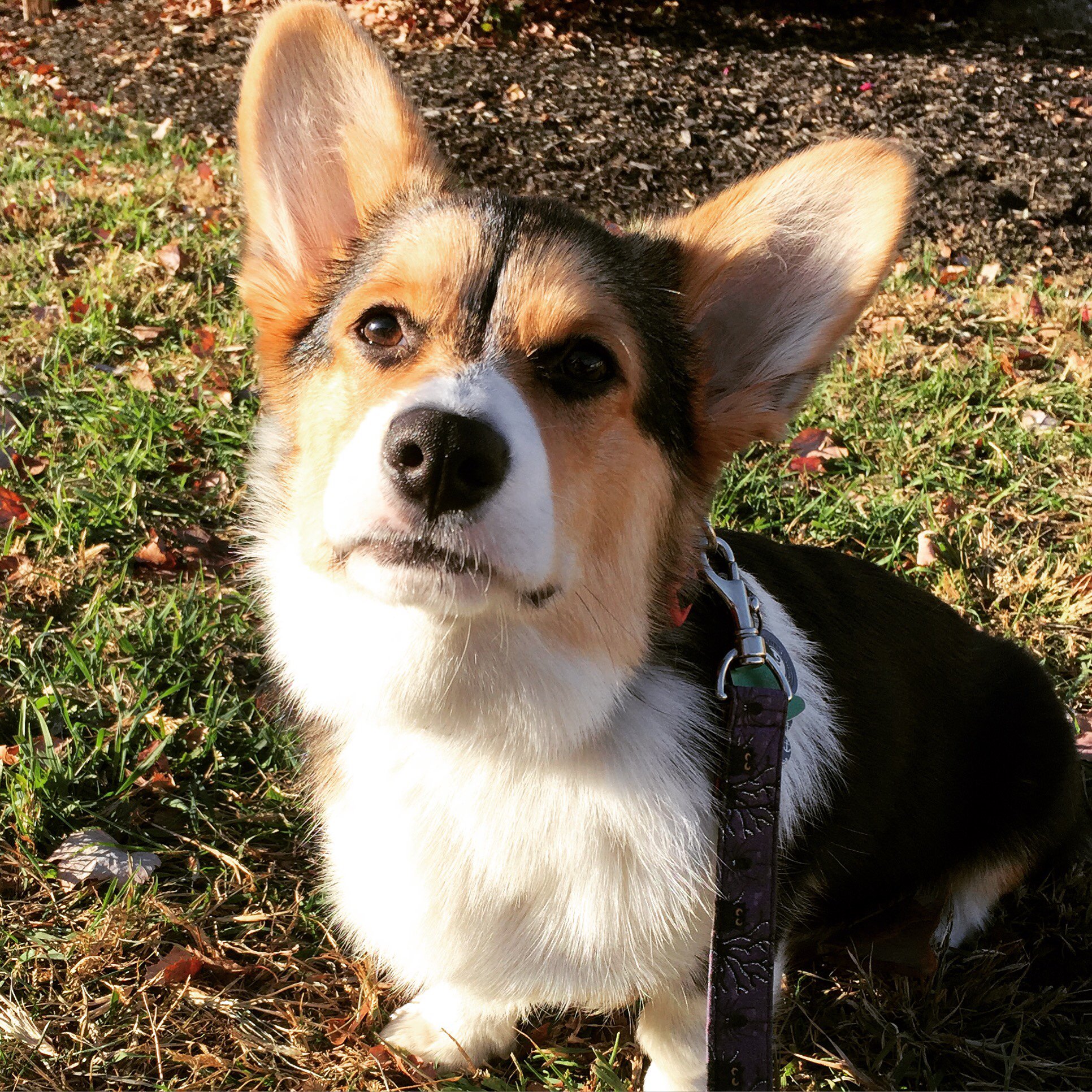 Emmett The / Twitter