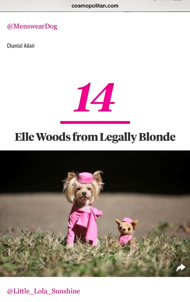 LilLolaSunshine's tweet photo. I made it into @Cosmopolitan magazine! Thank you to The #DogStyler Chantal Adair! #Halloween #LittleLolaSunshine https://t.co/zuUBnLuMqY