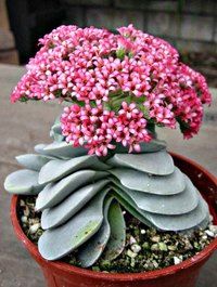 CactusDelMundo's tweet photo. Follow us to see the most beautiful cactus in the world #AmericanNinjaWarrior#startup#lrnchat#gemini https://t.co/l9Ny19rg73