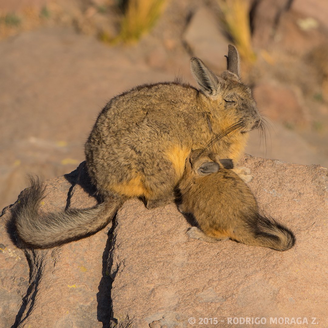 NatPhotoExplora's tweet photo. Madre #vizcacha y su cría. Ej. de la importancia de la fotografía en la preservación de la naturaleza #RodrigoMoraga https://t.co/xeogqtJK8i