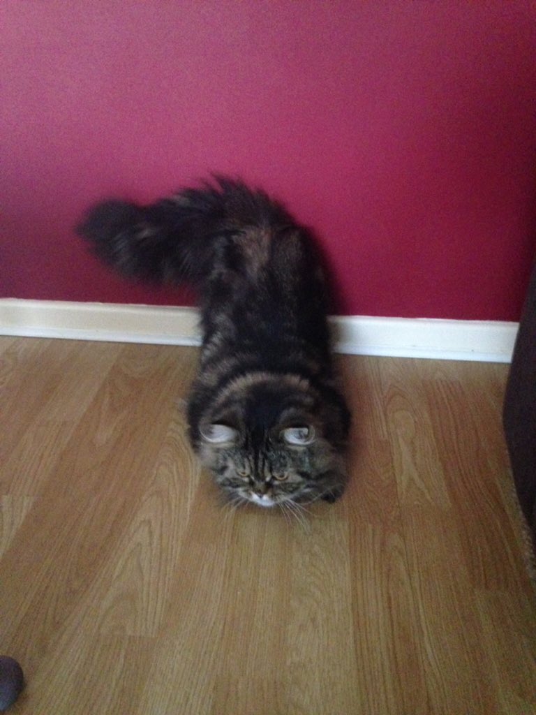 fluffybasil's tweet photo. ๐พ@clawdiathecat here's my pounce pose #bottyup https://t.co/jkcdnUga4R