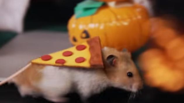 abc7newsbayarea's tweet photo. #ICYMI: Internet rodent sensation #TinyHamster dressed up as #PizzaRat for #Halloween! https://t.co/NegSpW0UG7 https://t.co/lLl6BdJW4X