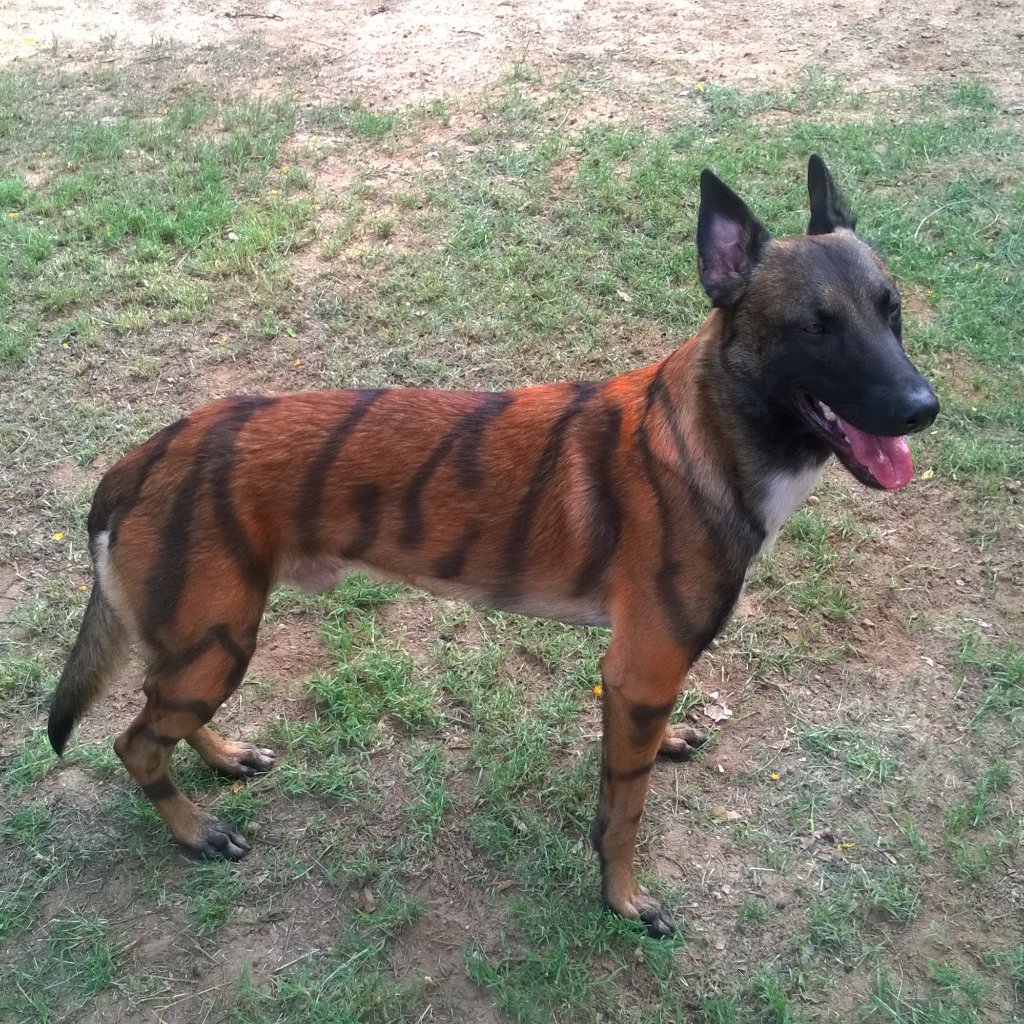 malinoisjet's tweet photo. Tried my costume on for Sat...this is gonna be fun! https://t.co/cuFbtSwUC0