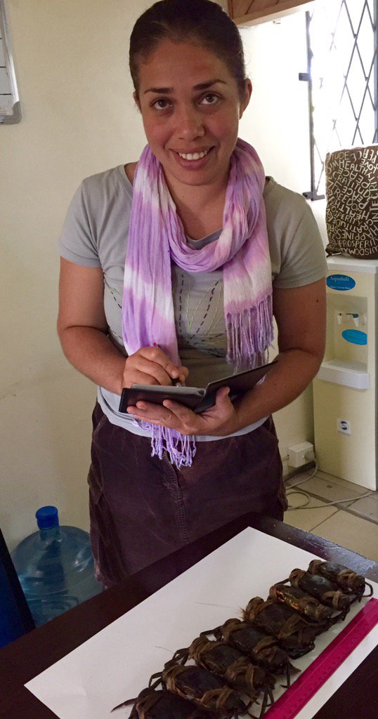wcsfiji's tweet image. Scientist Margie measures size of #mudcrabs sold in @FijiRepublic markets @cookie679er  @travelnuity @FishingEarth