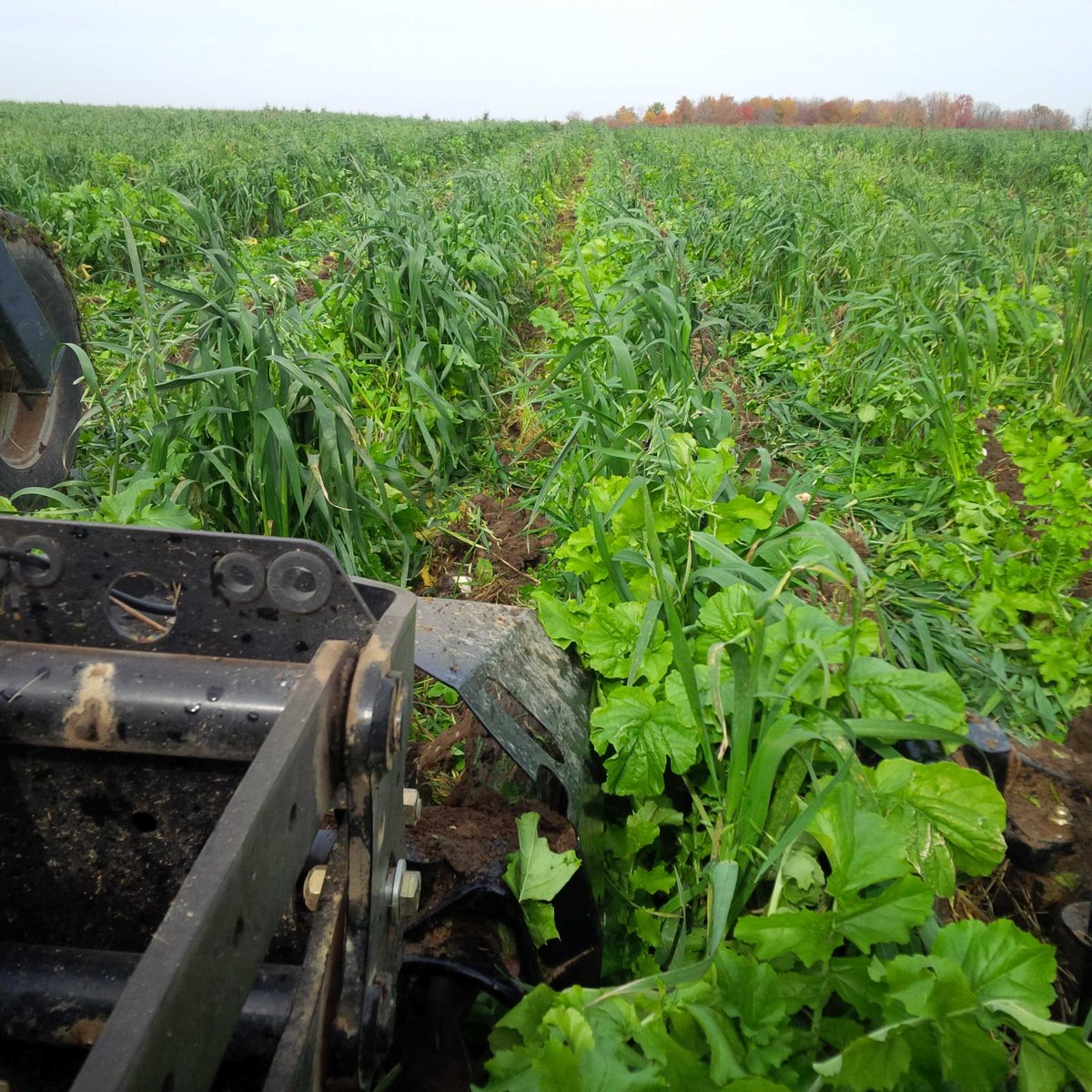 berniebenoit02's tweet image. This is my attempt at #striptil into my green cc. It's a leap of faith. Almost ready for #plant16