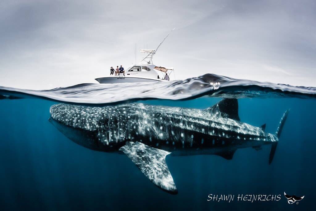 shawnheinrichs's tweet photo. How incredibly blessed we are these majestic ocean beings grace us with their presence @WildAid #RacingExtinction https://t.co/EwFvhlPJ3d