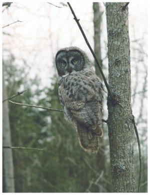 Do you know how many owl species live in Ontario? ontarioparks.com/parksblog/crea… #creaturesofthenight