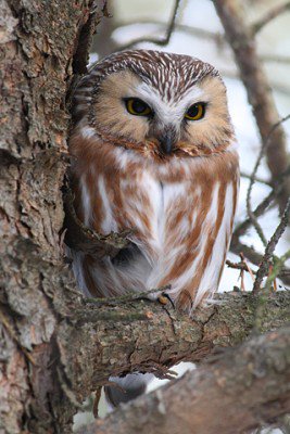 OntarioParks's tweet photo. Do you know how many owl species live in Ontario? https://t.co/Zj04hni1nY #creaturesofthenight https://t.co/EX09NizUCG