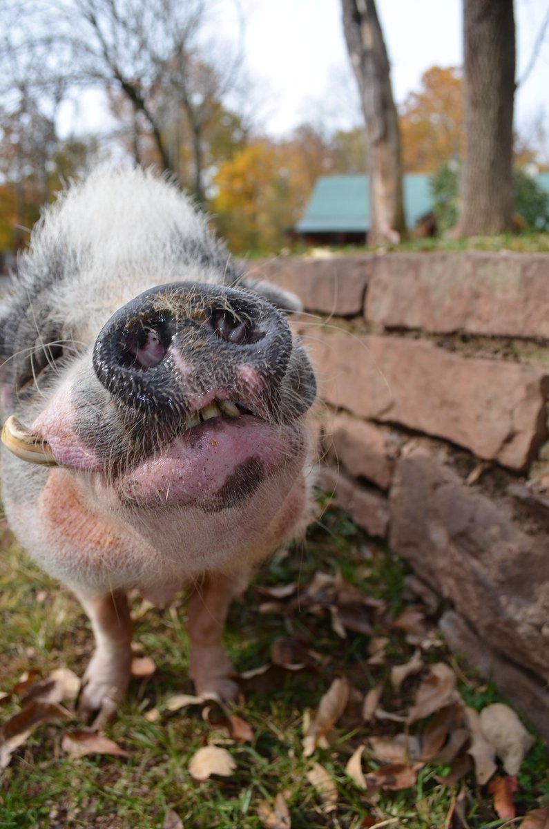 RossMillFarm's tweet photo. Big smiles from Sidney!  He knows how to turn on the charm!  #lovebug  #happy #petpigs #pig #potbelliedpig #sweet https://t.co/BRep9Z2gZ9