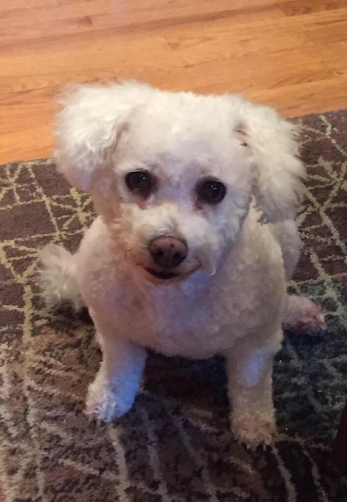 dogsofheritage's tweet photo. #toocutetuesday goes to candy 😍🍬 https://t.co/E5fo3dnZFp