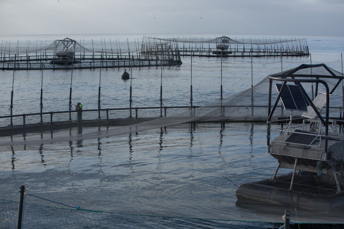 huonaquaculture's tweet photo. We took out the Primary Producer Award at the National Seafood Industry Awards last night! #Tasmania #HuonSalmon https://t.co/BRiVA3zRE4
