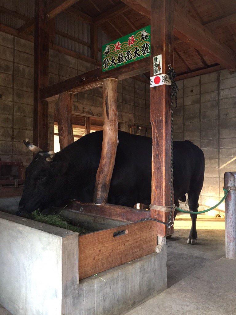 稲富亮太 בטוויטר 朝から 牛小屋 気持ちいいねぇー 牛小屋で始まり 牛小屋で終わる 生活 これが1番落ち着くわ もーずっと島がいいぇ ٥ 今日も1日 じゃがいも植え 頑張りましょう T Co 06mknmua8n 稲富亮太 בטוויטר 朝から 牛小屋 気持ちいいねぇー 牛小屋で始まり 牛小屋で終わる 生活 これが1番落ち着くわ もーずっと島がいいぇ ٥ 今日も1日 じゃがいも植え 頑張りましょう T Co 06mknmua8n