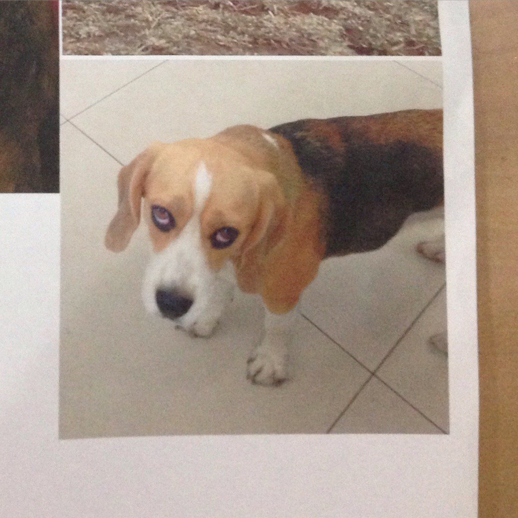 laurinolin's tweet photo. Telah hilang Beagle Betina di Resort Dago Pakar Bandung. Mohon info bagi yg menemukan  @InfoSebandung @infobandung https://t.co/0Aof0p7lSz