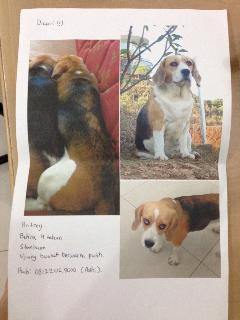 laurinolin's tweet photo. Telah hilang Beagle Betina 4th di Resort Dago Pakar Bandung. Mohon info bagi yg menemukan @infobdg  @infobandung https://t.co/VjK2wZzQhM