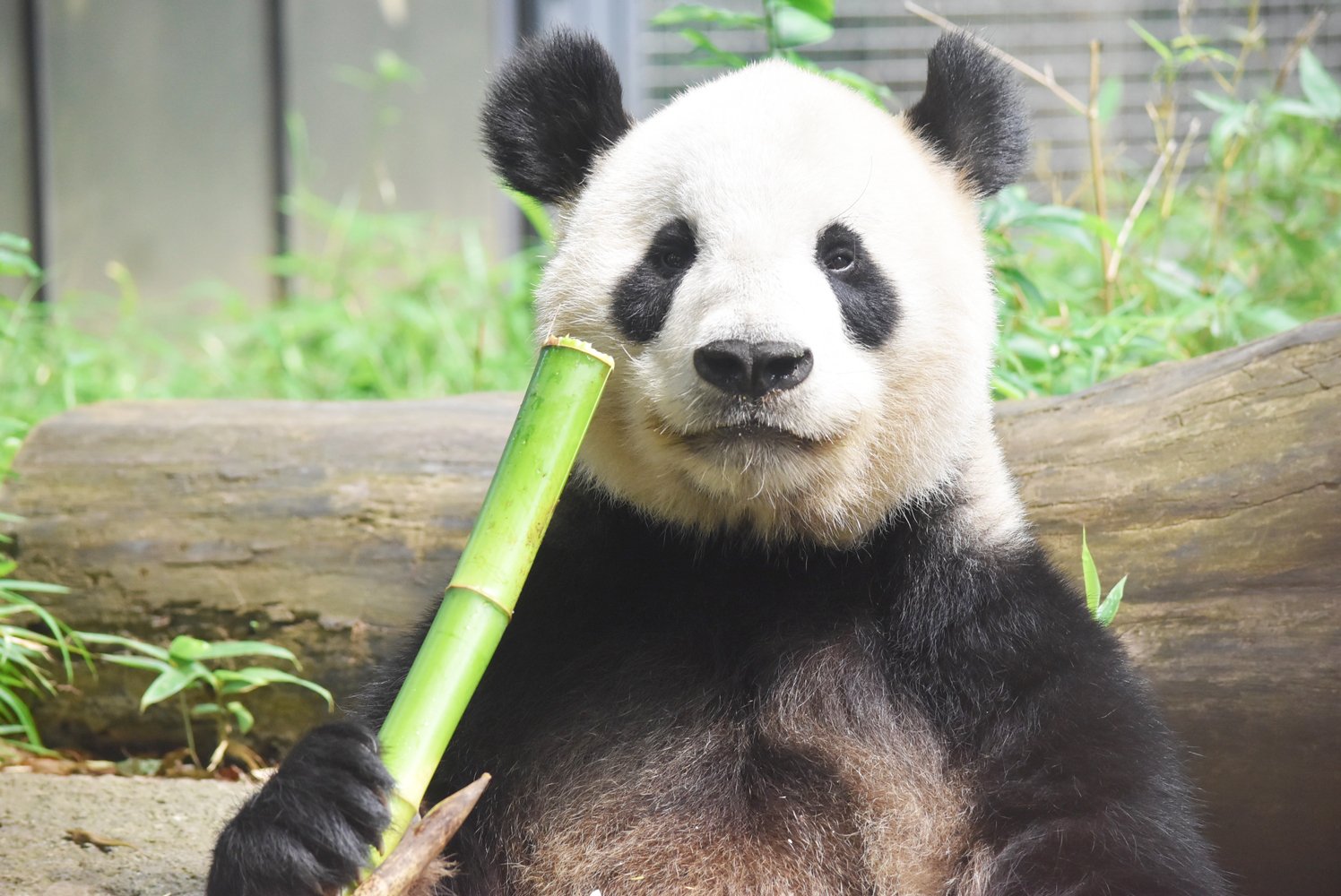 上野動物園 公式 43年前 ジャイアントパンダが上野動物園に日本初来園したことを記念し 本日10月28日はパンダ の日 白と黒の不思議な模様 バキバキと竹を噛み砕く力強さ 柔軟性のある寝相 昔も今も人々を惹きつけてやみません 写真はドヤ顔の