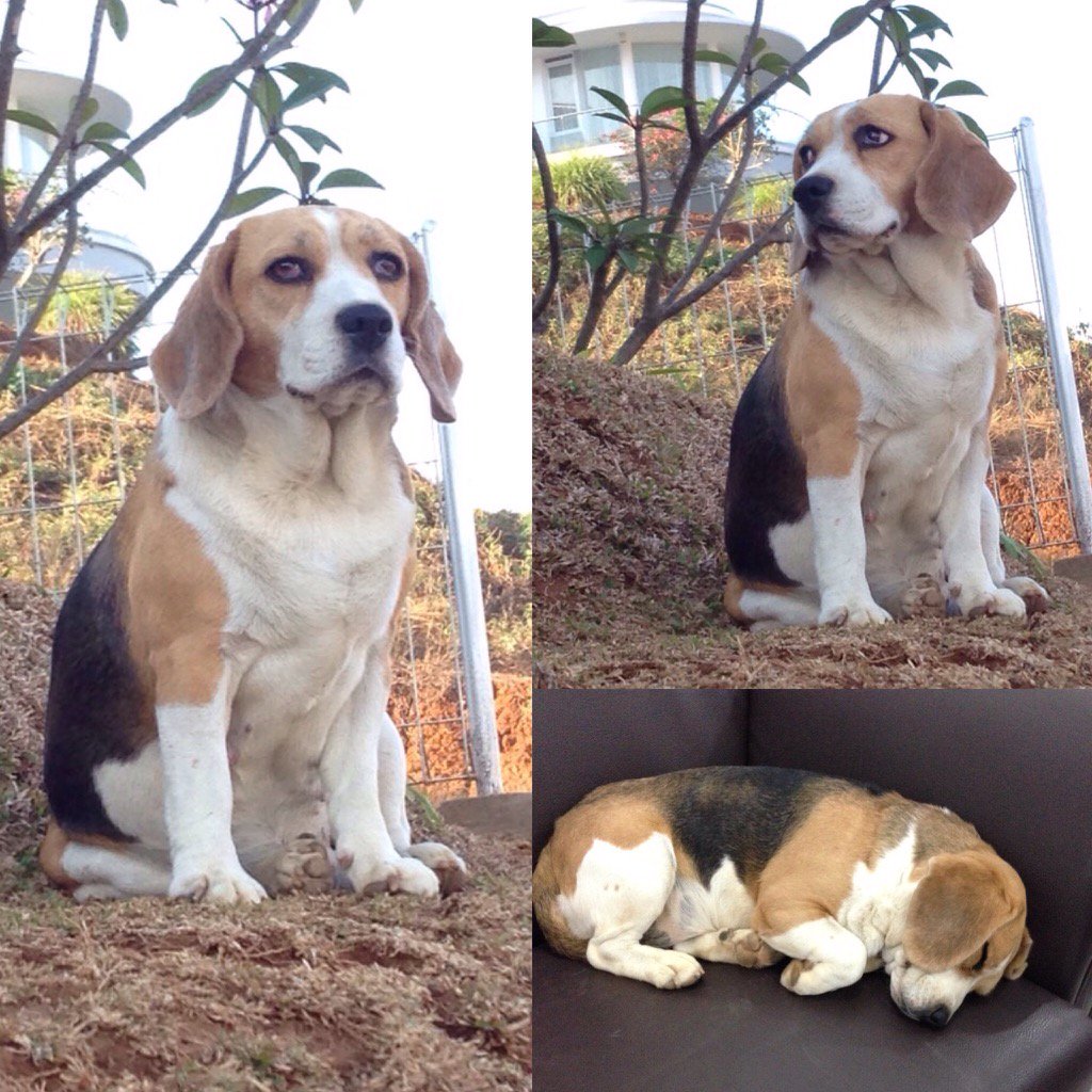 infobandung's tweet photo. RT @laurinolin: Telah hilang Beagle Betina 4th di Resort Dago Pakar Bandung. Mohon info bagi yg menemukan  https://t.co/zgJMxH8RqM