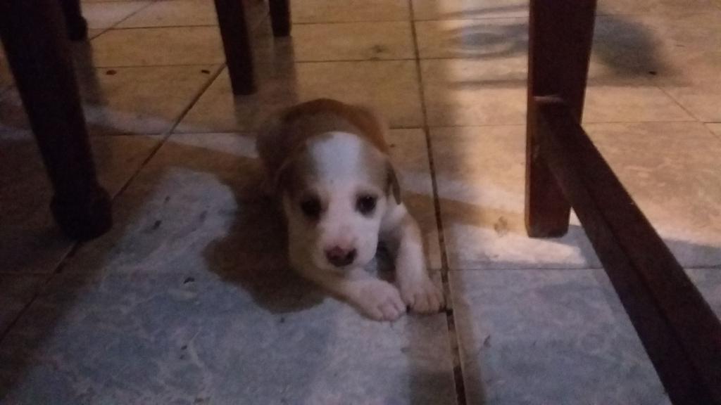 arc_388's tweet photo. es bueno adoptar! #adoptamehoy #Adoptanocompres asociación de cuidado y proteccion animal! https://t.co/3jnebyyzku