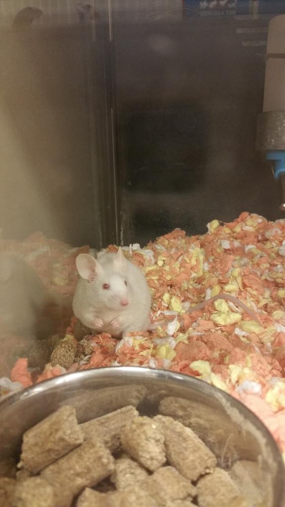 madi_NAH_son's tweet photo. I know it's you in there, Stuart Little. https://t.co/Rbsix6ZtMA