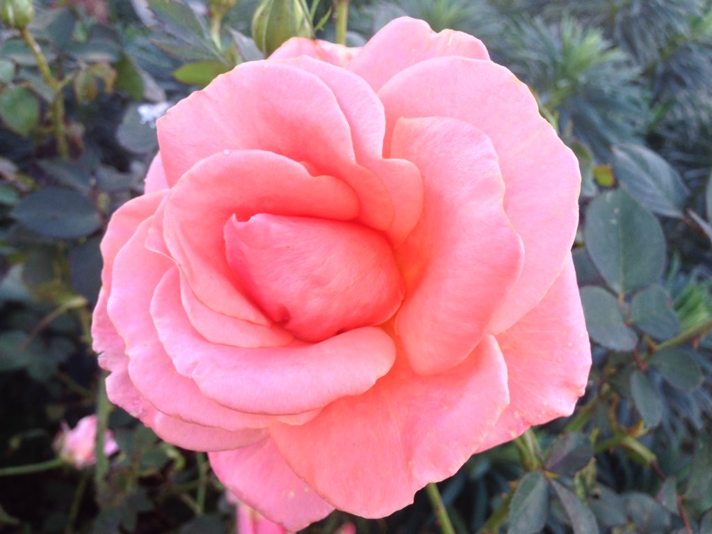 ChrisseaTea's tweet photo. #OctoberBloom A beautiful #pinkrose 💜🌹in one of the sidewalk gardens on #ColumbiaStreet in New West #ILoveRoses 💜🌹 https://t.co/dQyeHYKjN3