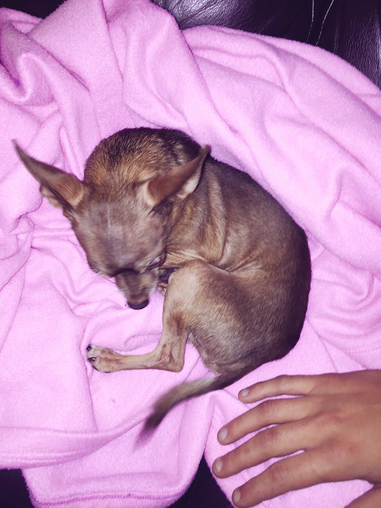 haaytuff's tweet photo. @BRI_Raww he is such a tiny baby https://t.co/twGiU61qT6