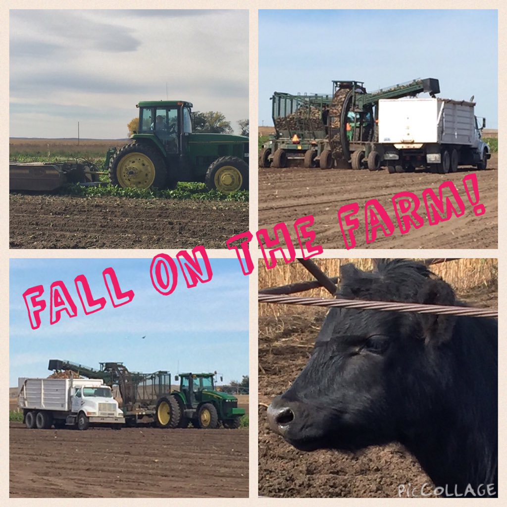 wlfinky's tweet photo. I love fall for many reasons! #notafarmgirl #lovethefarm https://t.co/1ySkdtmwFd