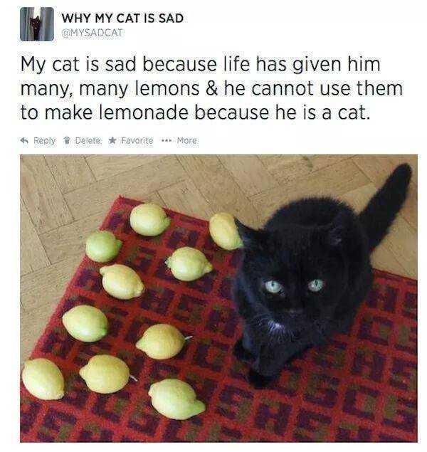 theCHIVE's tweet photo. When life gives you lemons, don’t be a cat. https://t.co/6pHDj8nXkJ