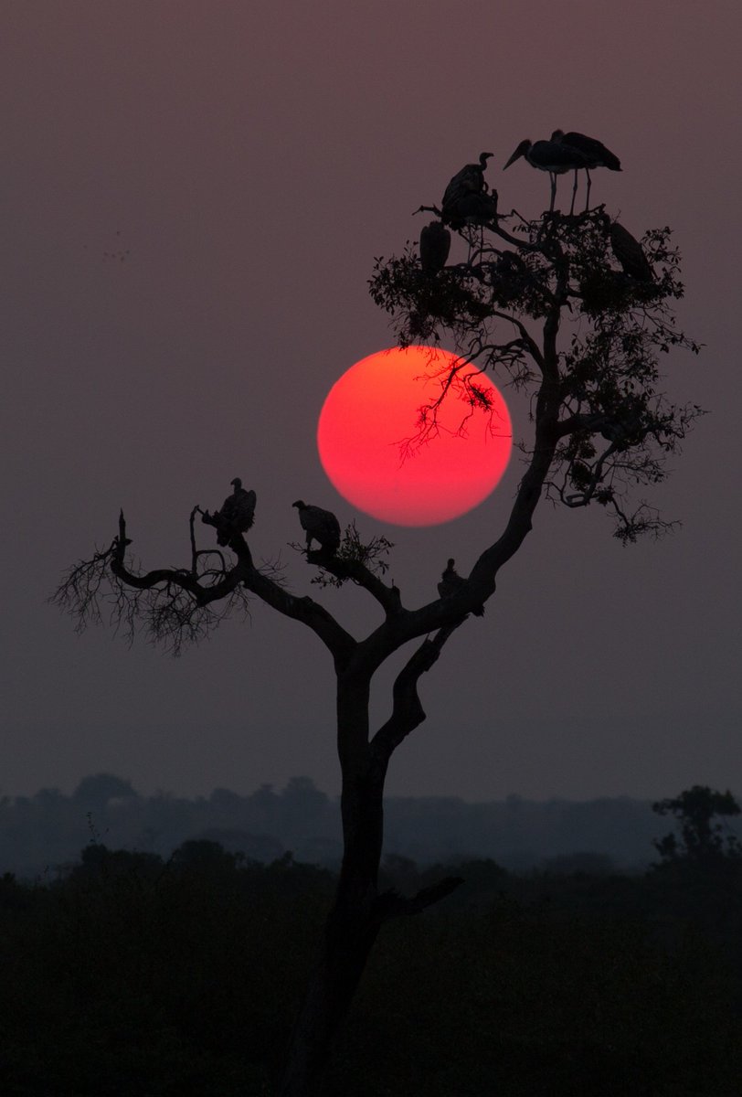 EarthPix's tweet photo. Sunset over an Acacia tree in the Kenyan serengeti | Photo by Pamela Wayne-Carter https://t.co/UEwNL7RVRg