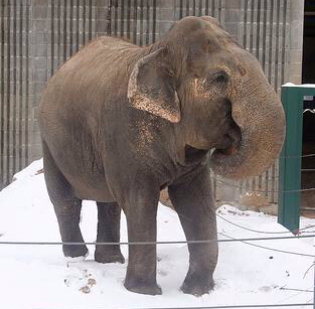 TOTOROAZ's tweet photo. I have been thinking about Lucy as it gets ☃ outside. Do the right thing &amp; Free Lucy @YEGMayorOffice @LEAPyeg https://t.co/Wt9kE8MYQV