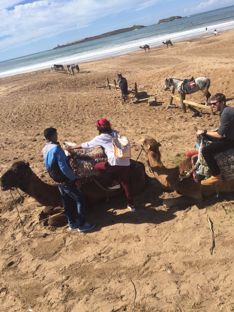 OGSGemma's tweet photo. Camel rides along the beach in the beautiful city of Essaouira 🐫🐫 https://t.co/8vDhvwDwBv