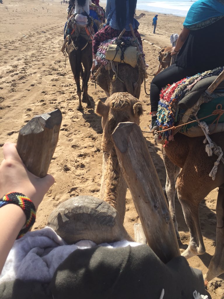 OGSGemma's tweet photo. Camel rides along the beach in the beautiful city of Essaouira 🐫🐫 https://t.co/8vDhvwDwBv