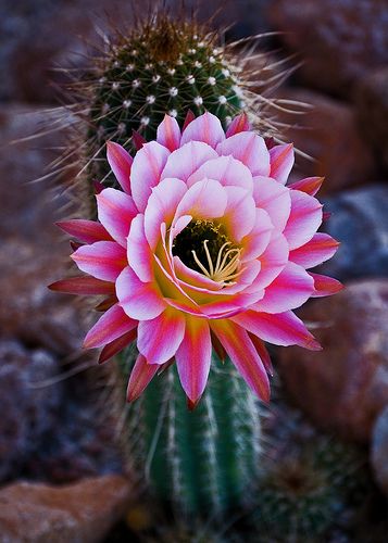 CactusDelMundo's tweet photo. We are twitter of cactus, followme #enriquegilontwba #minho #pushawardslizquens https://t.co/nElE2ewC3s