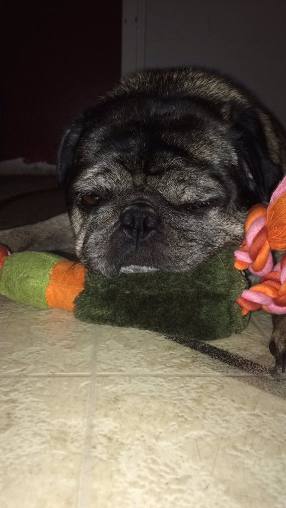 Mothepug1's tweet photo. MY TOY! https://t.co/5Bcd8bSU7U